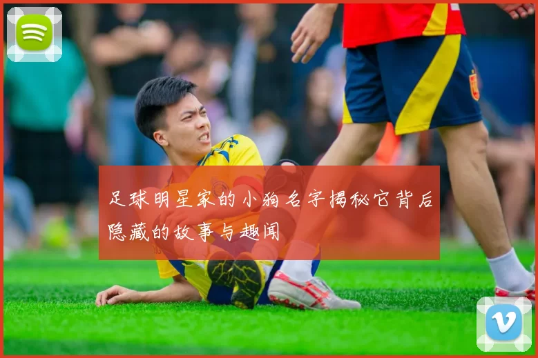 足球明星家的小狗名字揭秘它背后隐藏的故事与趣闻
